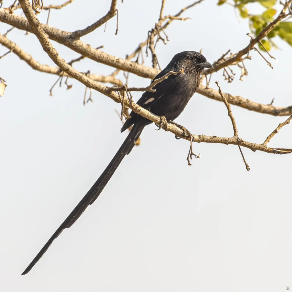 Les oiseaux de Namibie