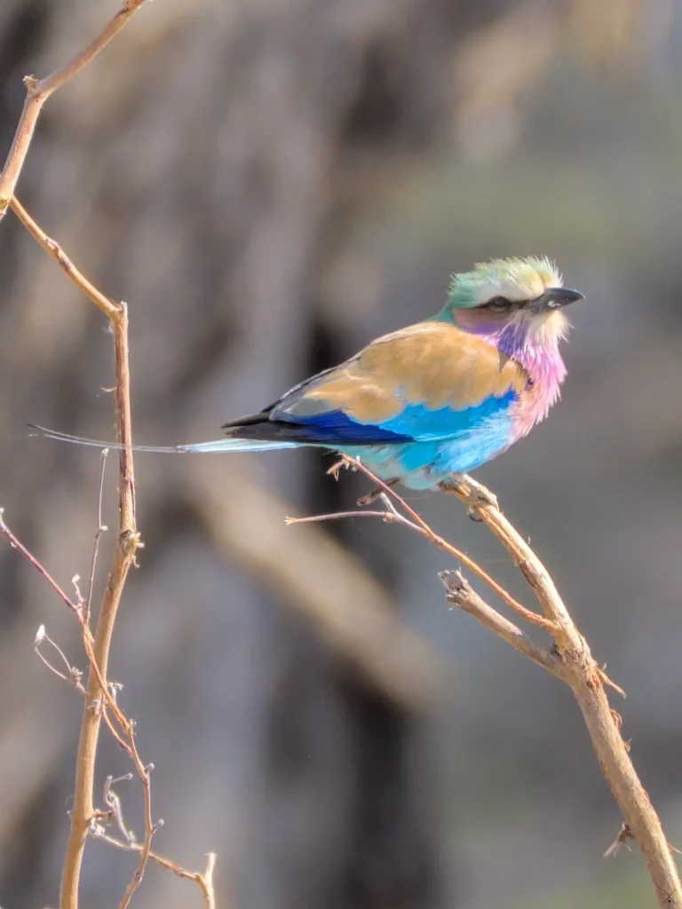 Les oiseaux de Namibie