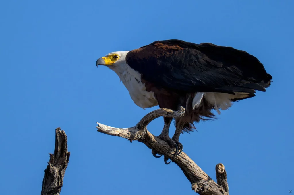Les oiseaux de Namibie