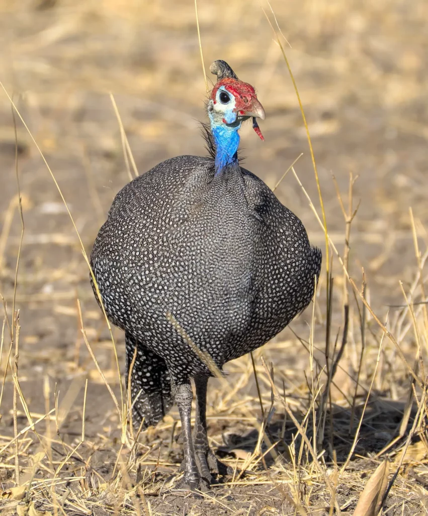 Les oiseaux de Namibie