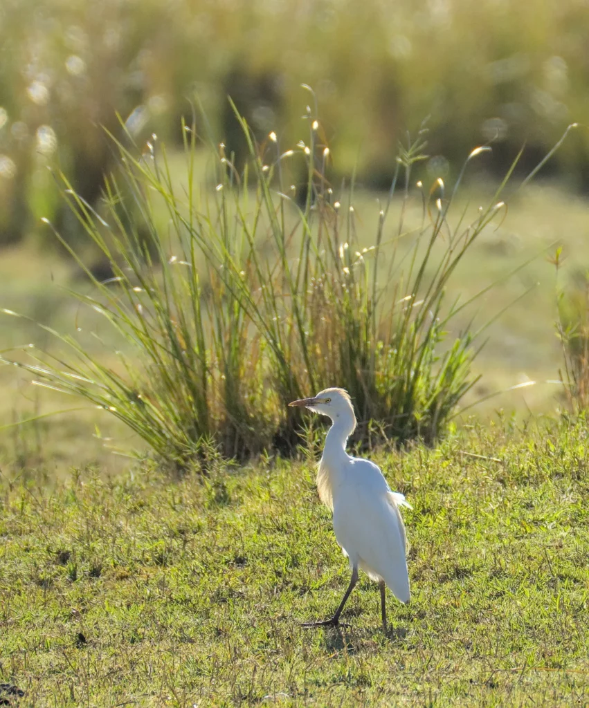 Les oiseaux de Namibie