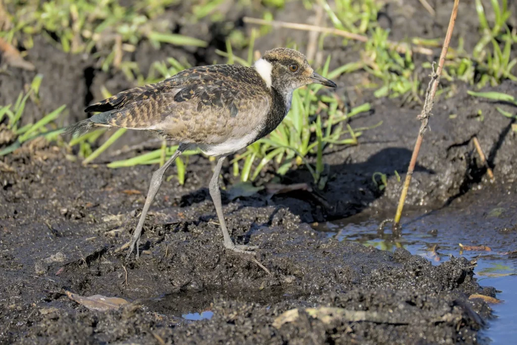 Les oiseaux de Namibie