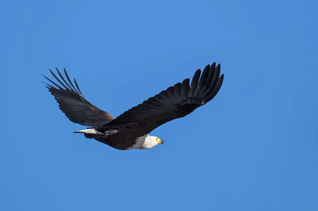 Les oiseaux de Namibie