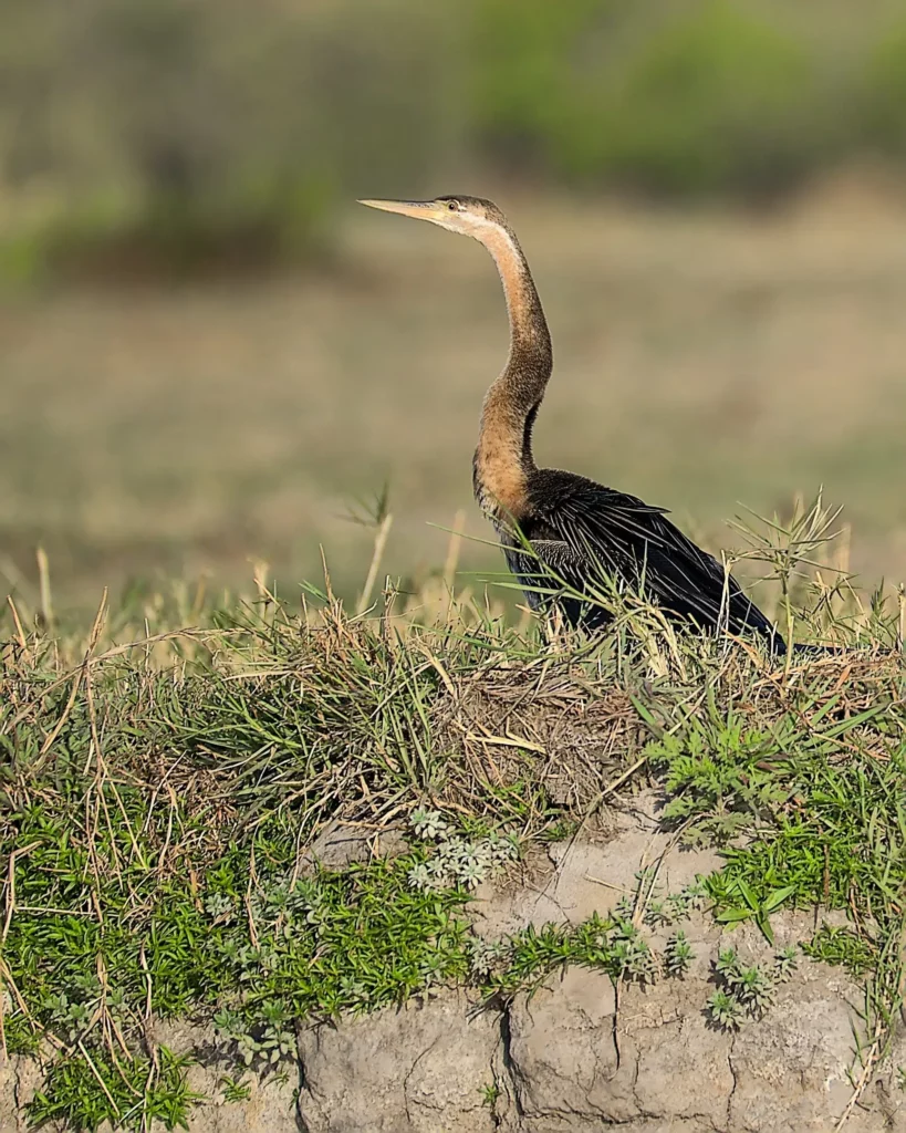 Les oiseaux de Namibie