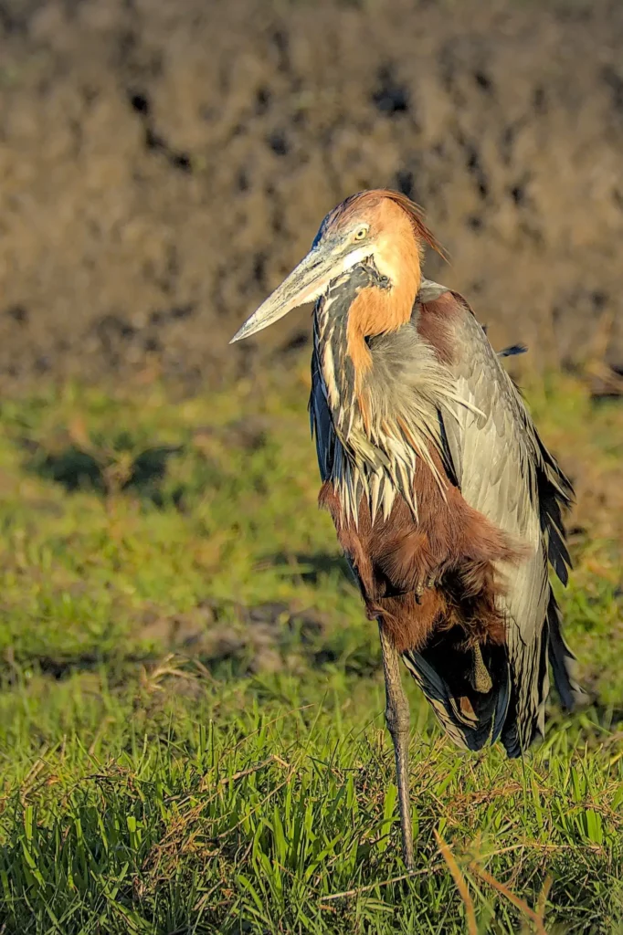 Les oiseaux de Namibie