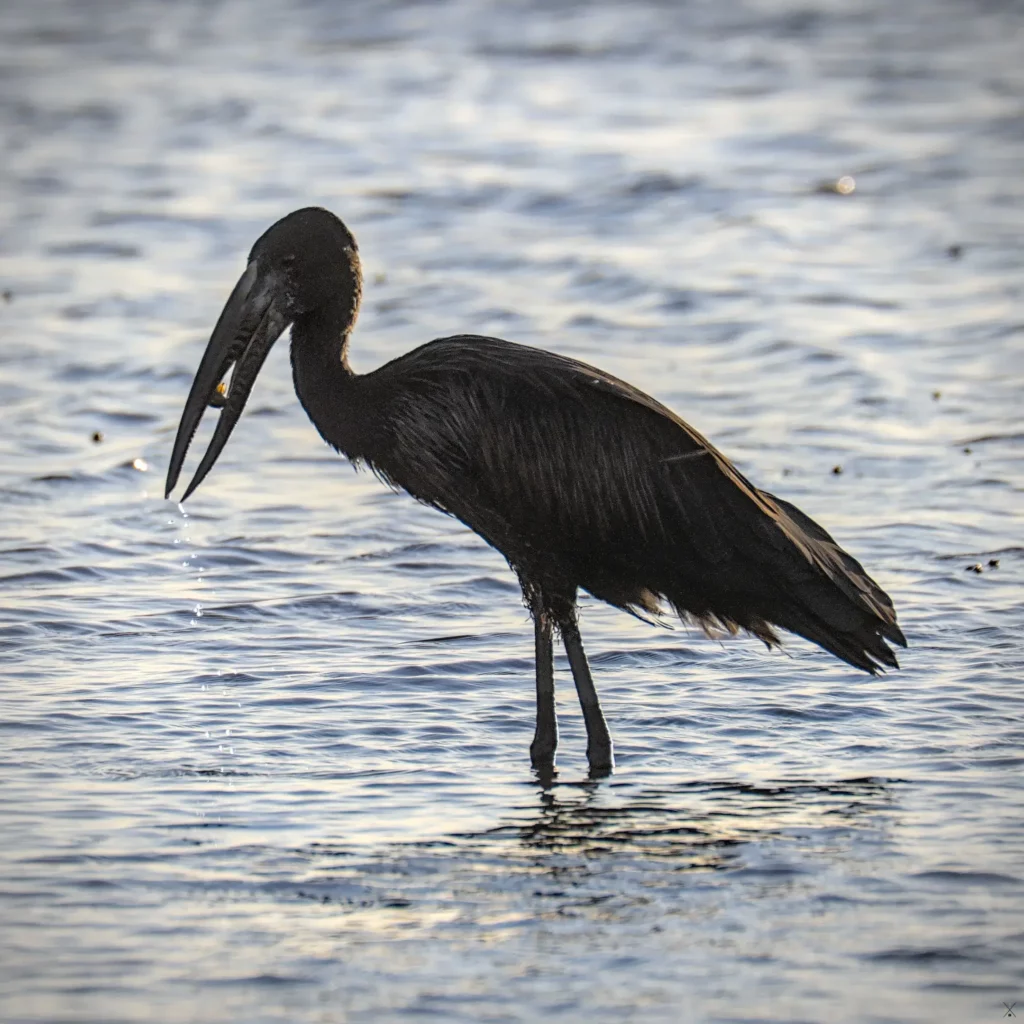 Les oiseaux de Namibie