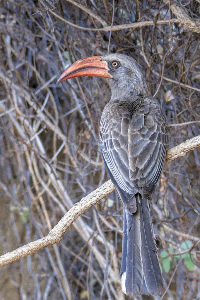 Les oiseaux de Namibie