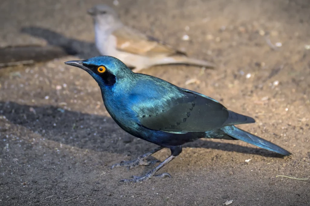 Les oiseaux de Namibie
