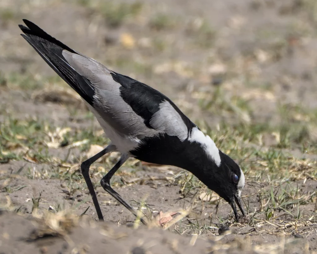 Les oiseaux de Namibie