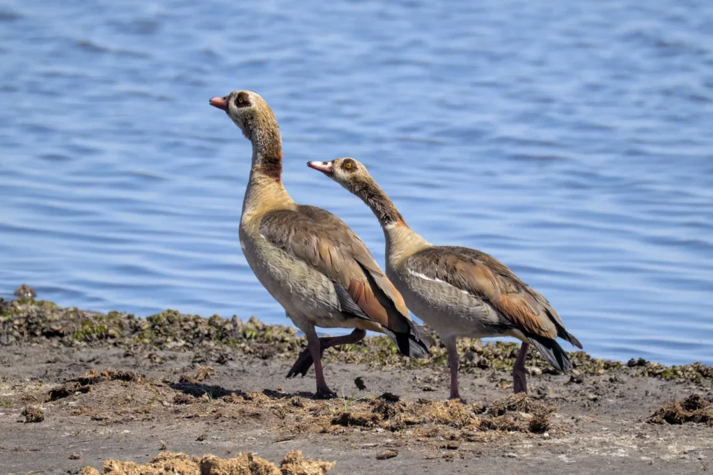 Les oiseaux de Namibie