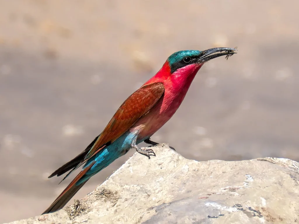 Les oiseaux de Namibie