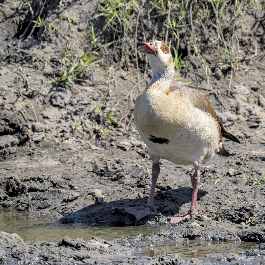 Les oiseaux de Namibie
