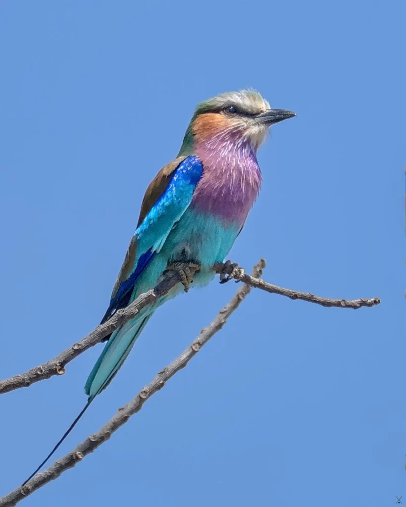 Les oiseaux de Namibie