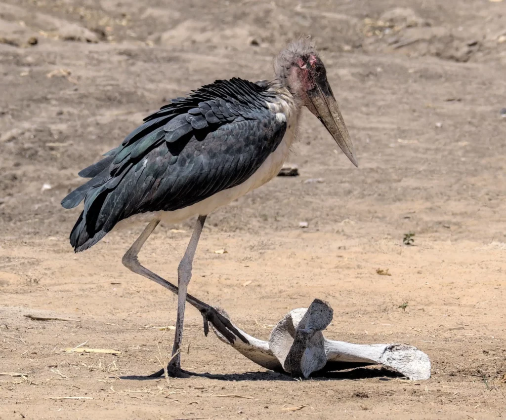Les oiseaux de Namibie