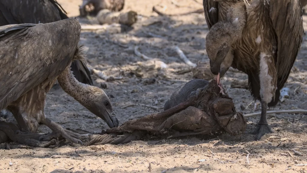 Les oiseaux de Namibie