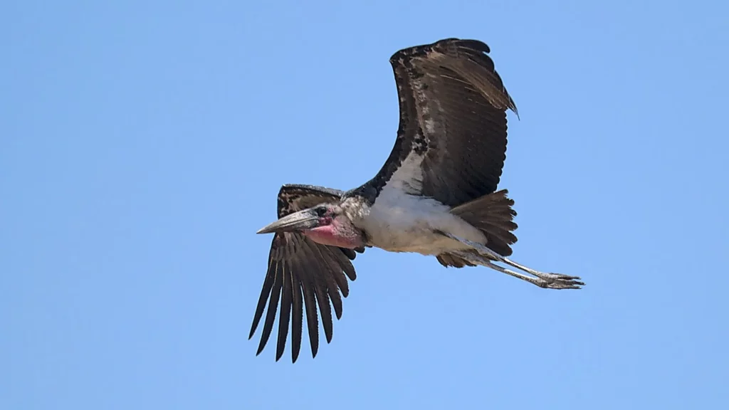 Les oiseaux de Namibie