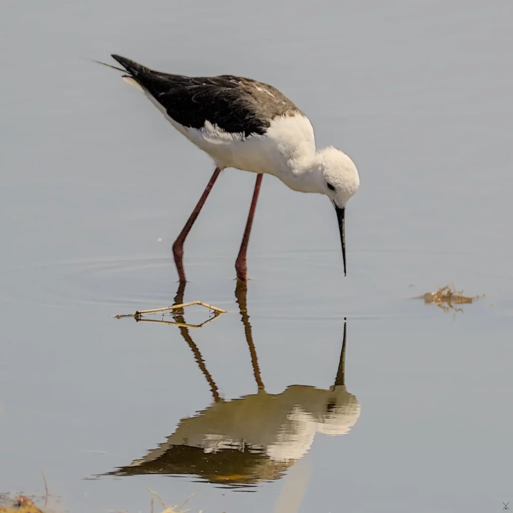 Les oiseaux de Namibie