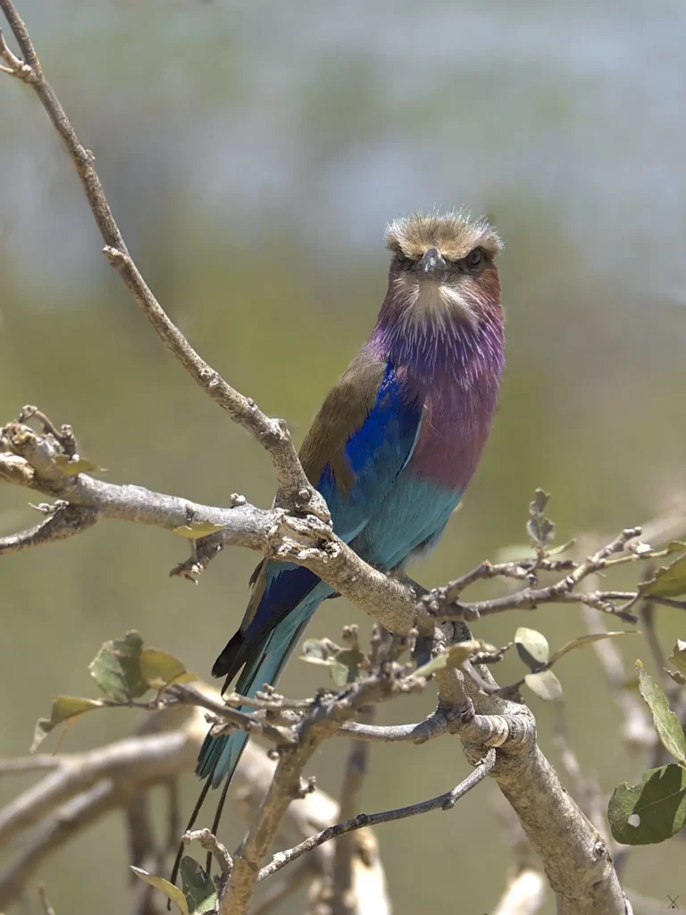 Les oiseaux de Namibie