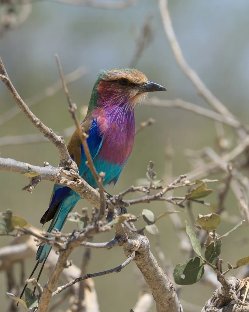 Les oiseaux de Namibie