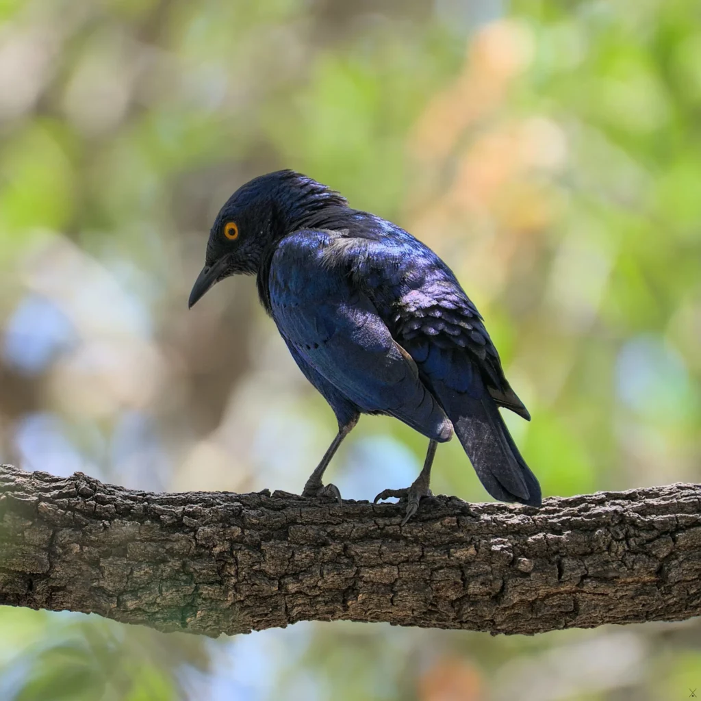 Les oiseaux de Namibie
