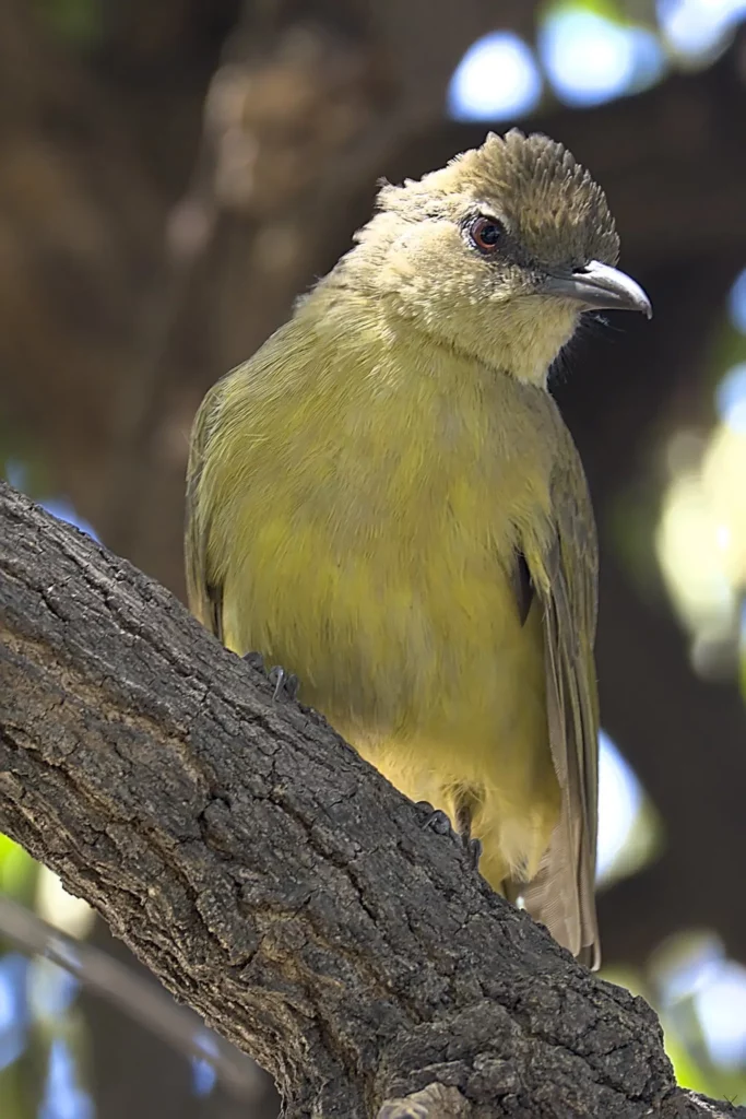 Les oiseaux de Namibie