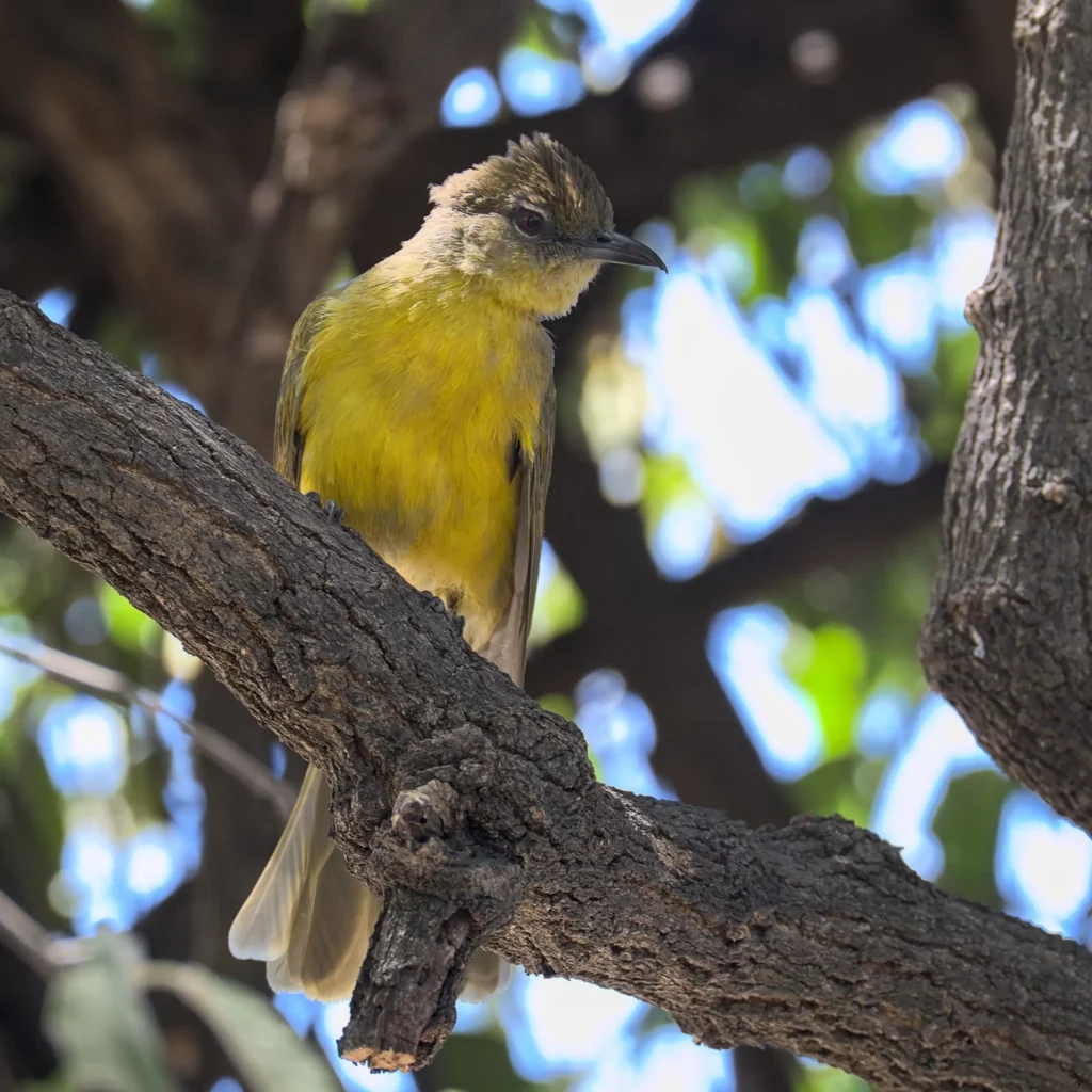 Les oiseaux de Namibie