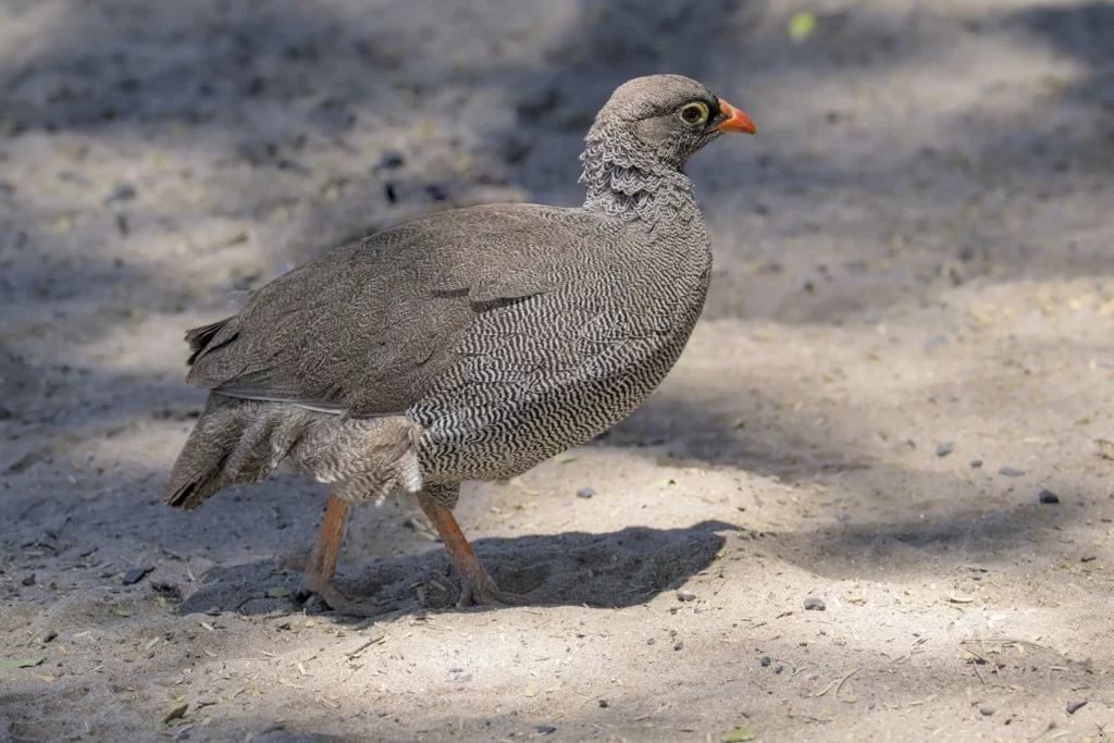 Les oiseaux de Namibie