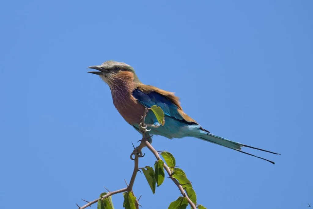 Les oiseaux de Namibie