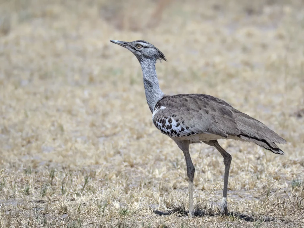 Les oiseaux de Namibie