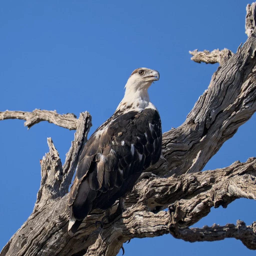 Les oiseaux de Namibie