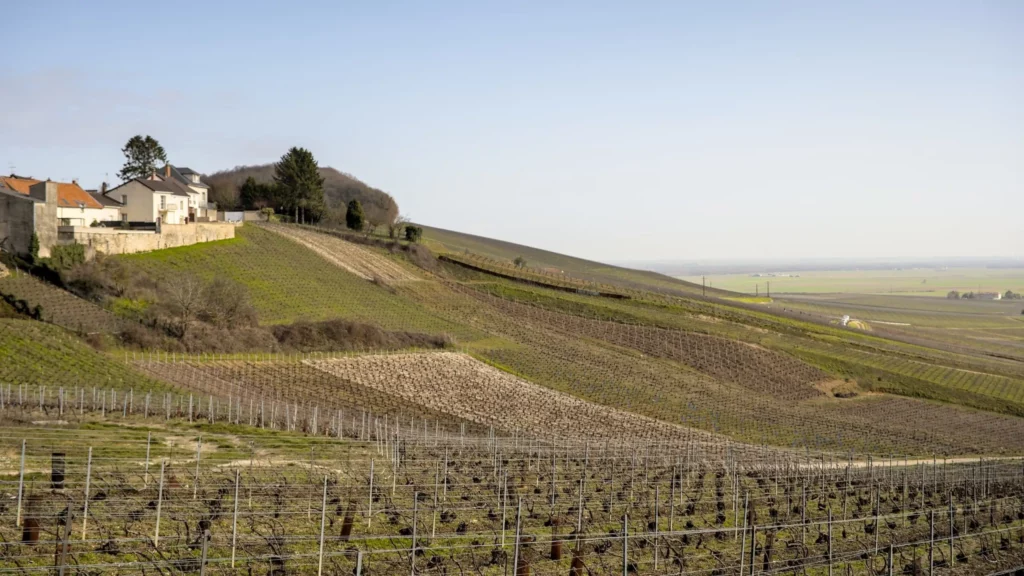 Balade en Champagne, février 2021