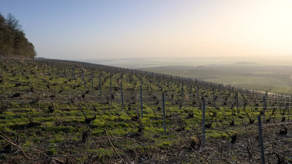 Balade en Champagne, février 2021