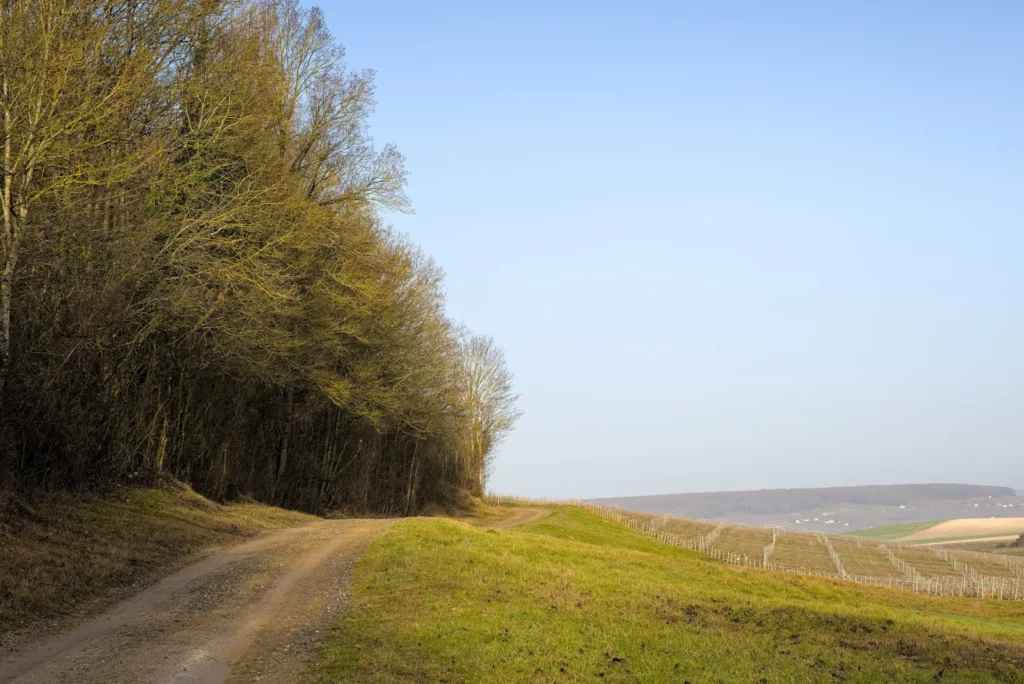 Balade en Champagne, février 2021
