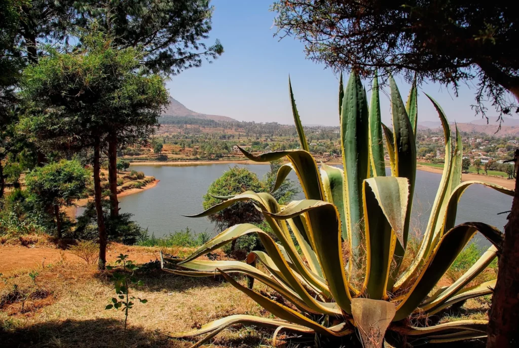 Madagascar