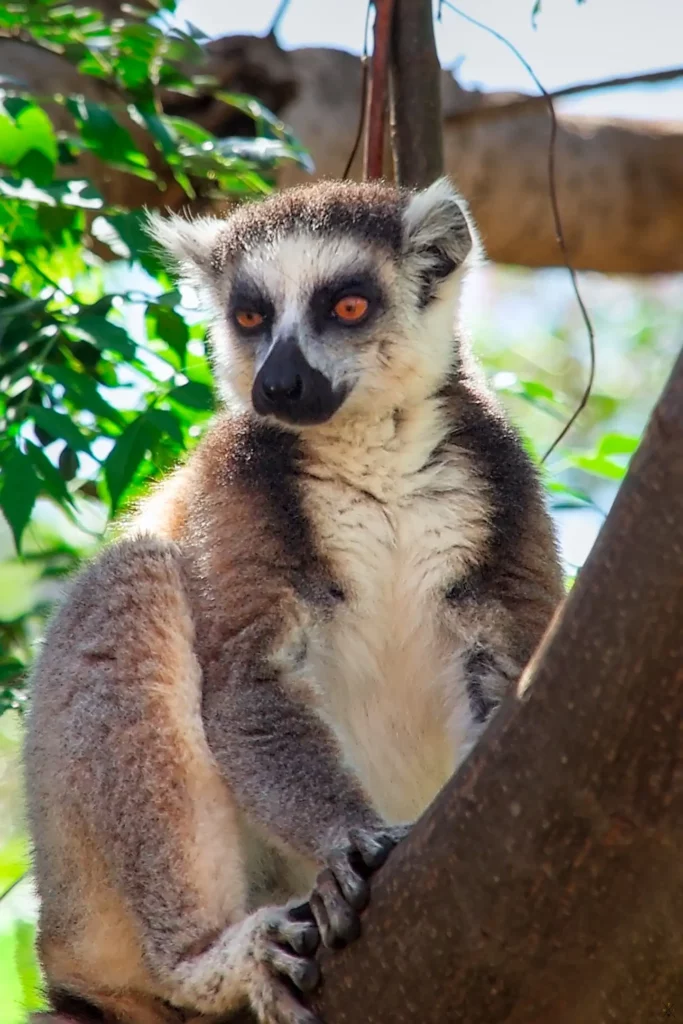 Madagascar