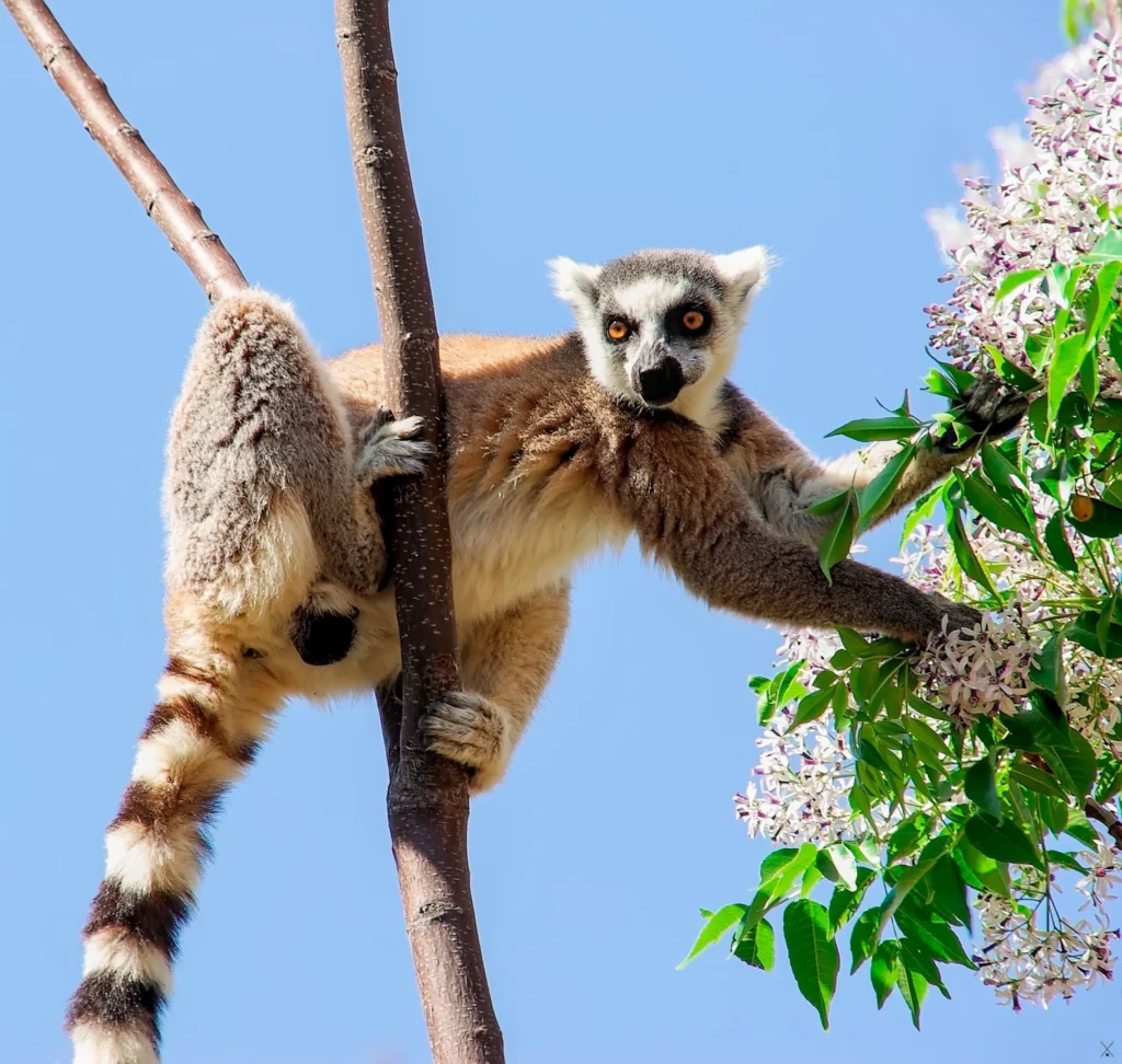 Madagascar