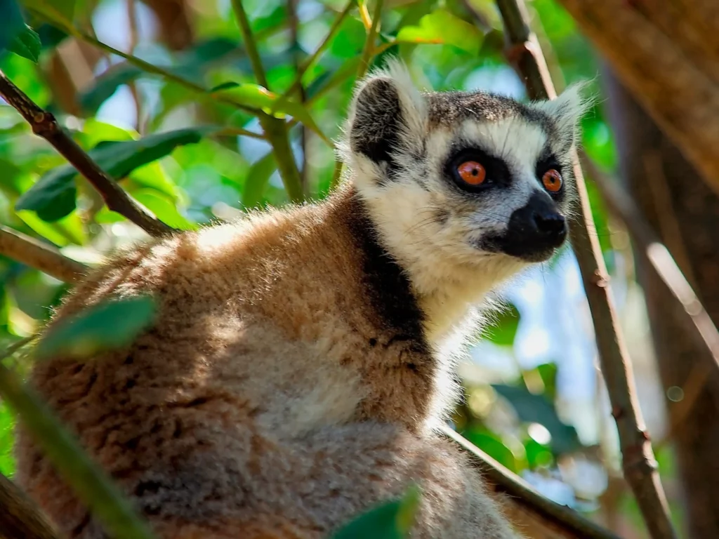 Madagascar