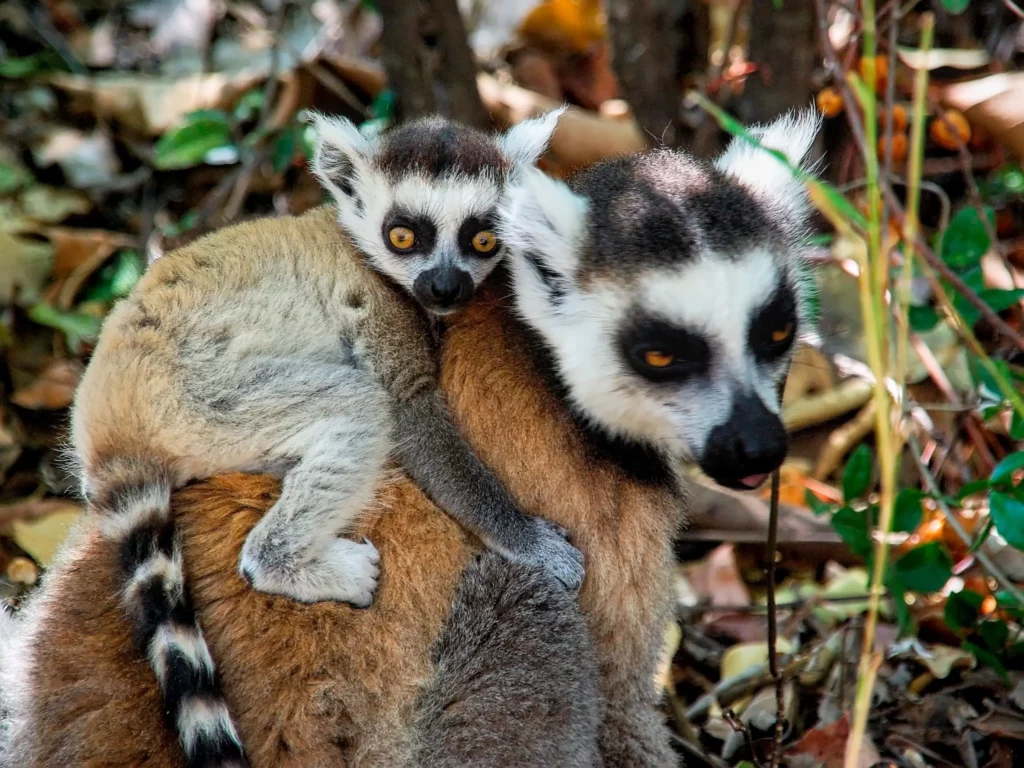 Madagascar