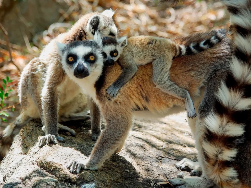 Madagascar
