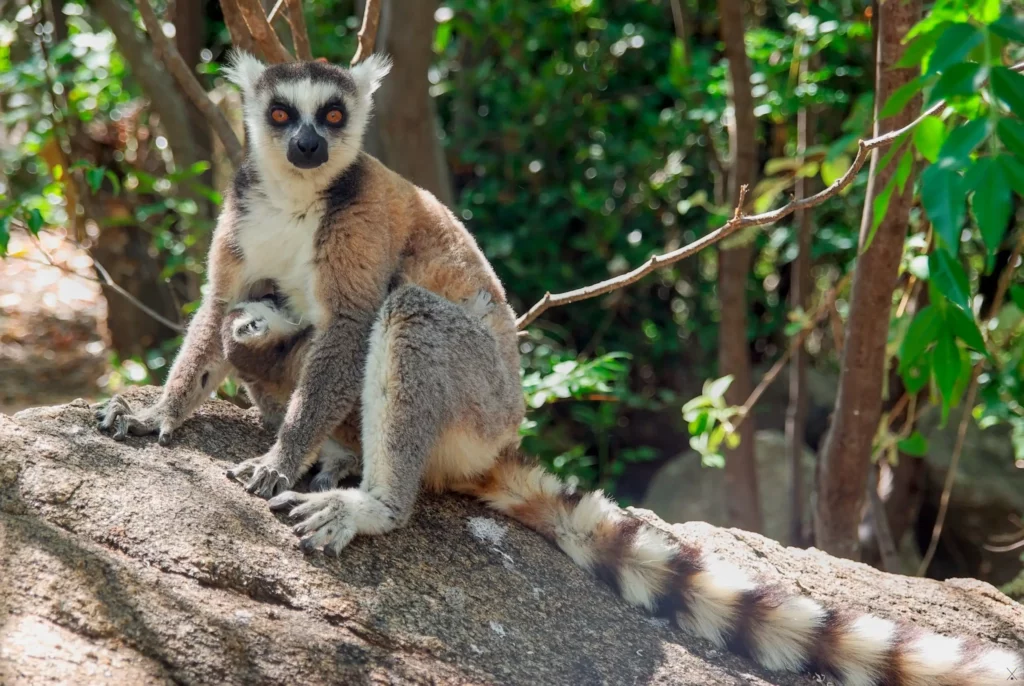 Madagascar