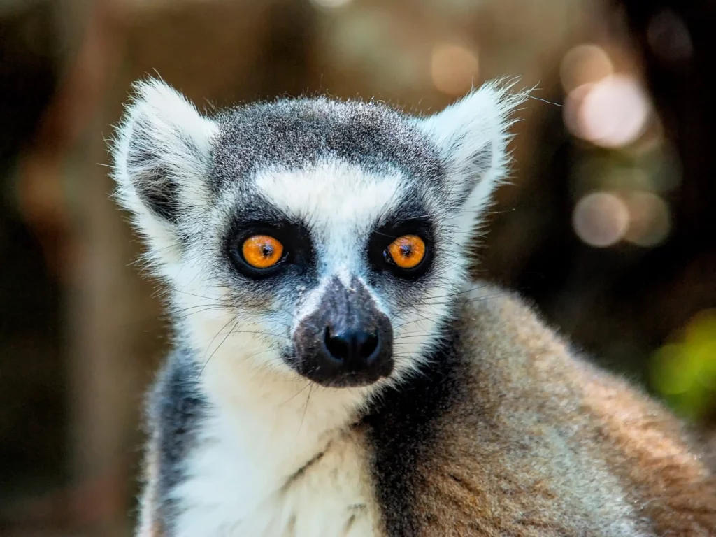 Madagascar