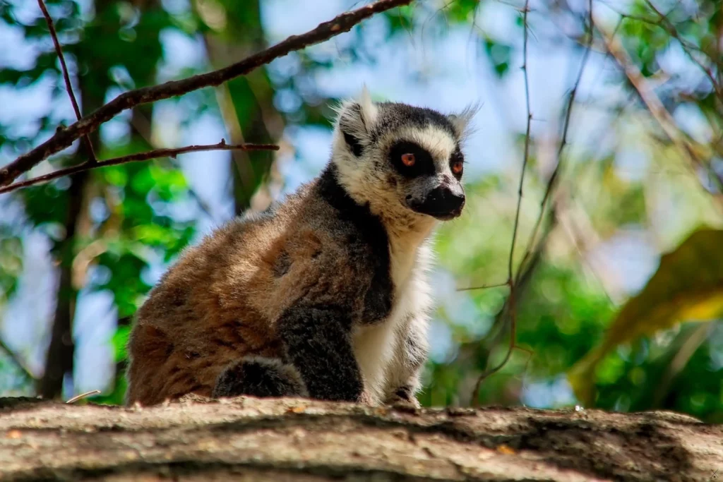 Madagascar