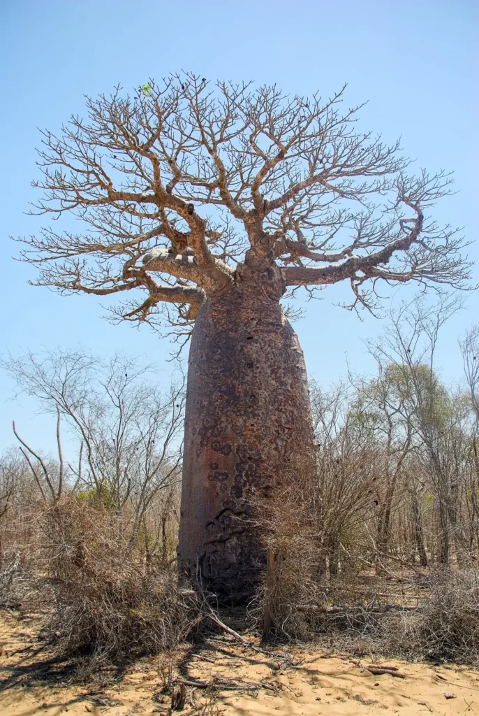 Madagascar