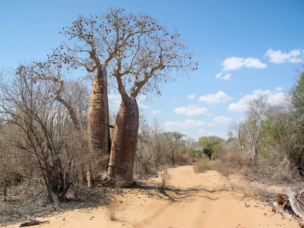 Madagascar