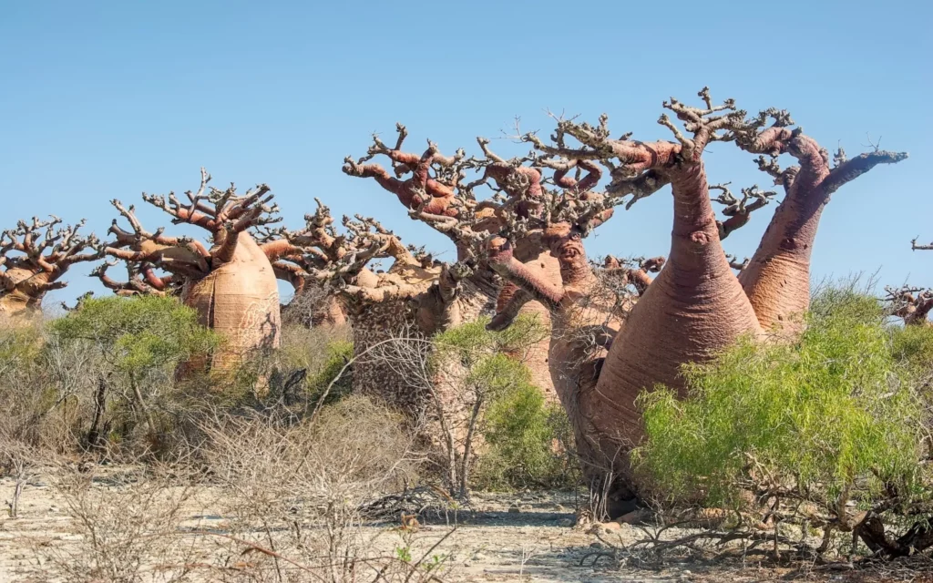 Madagascar