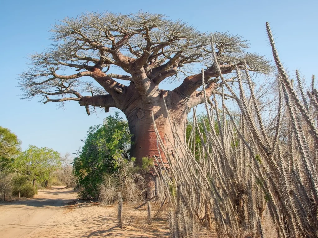 Madagascar