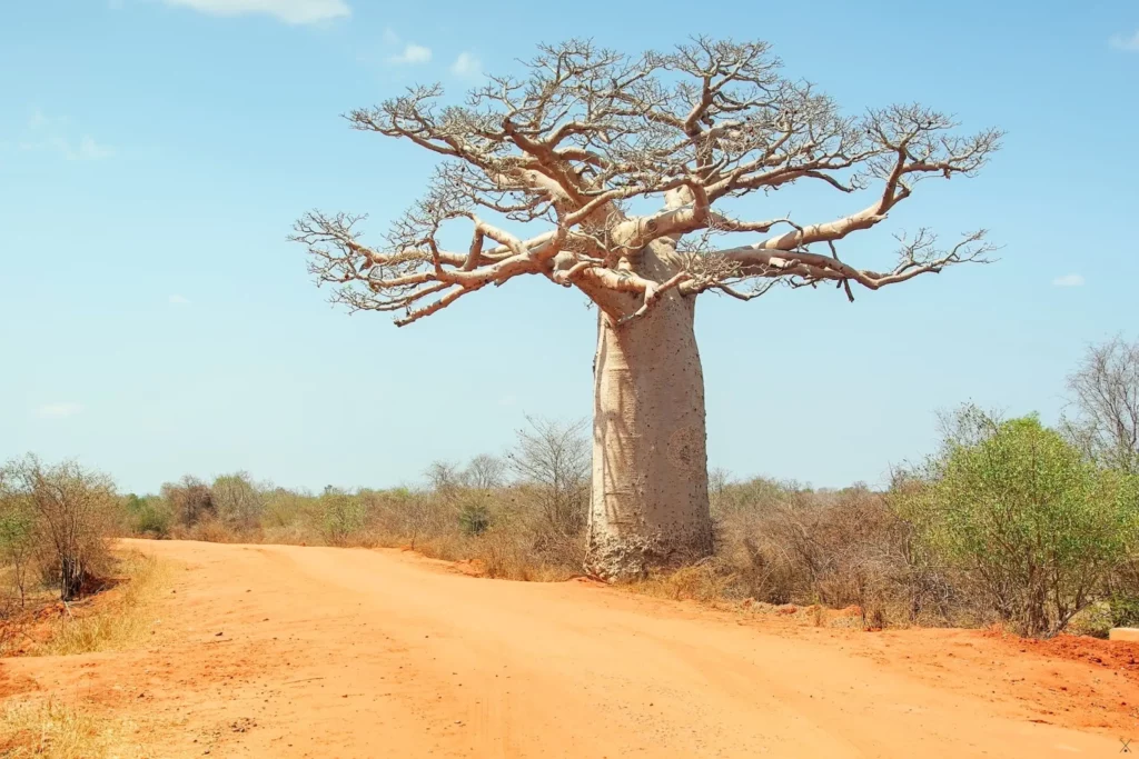 Madagascar