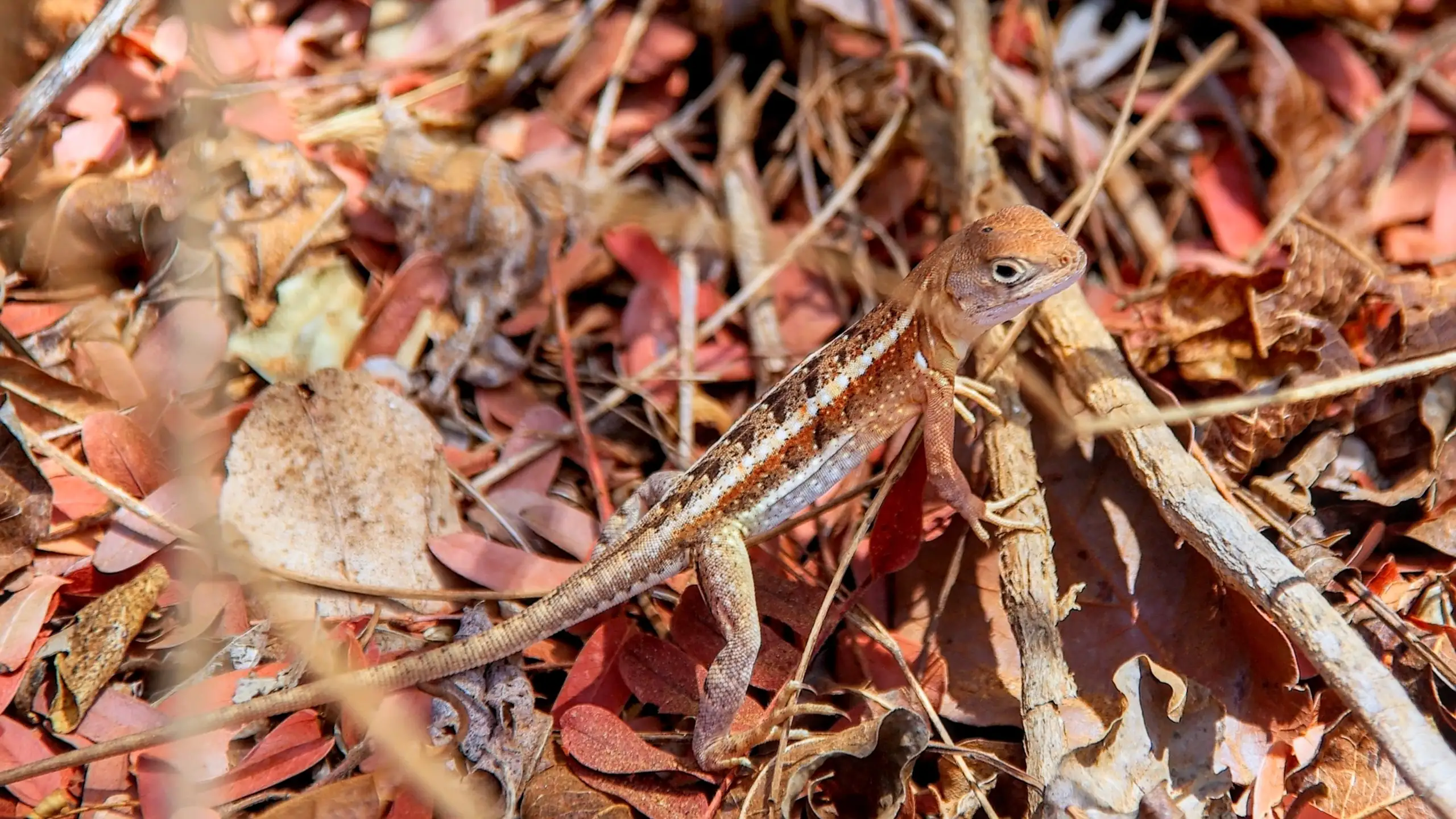 Madagascar