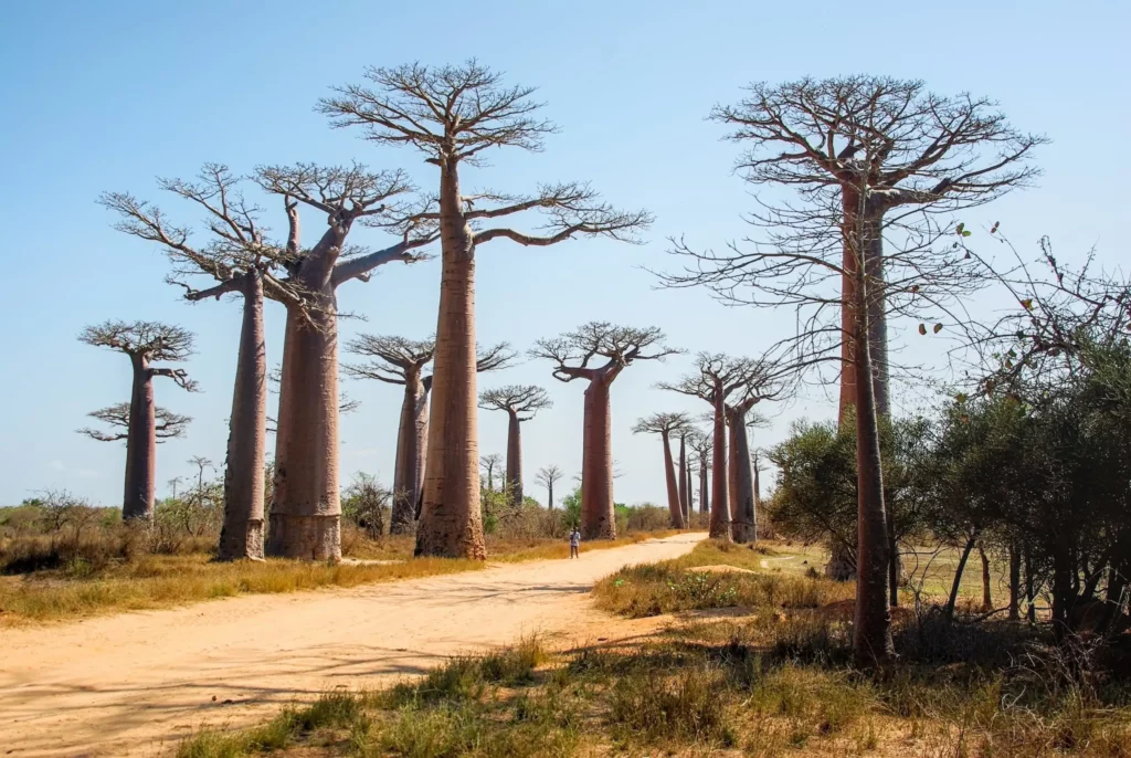 Madagascar