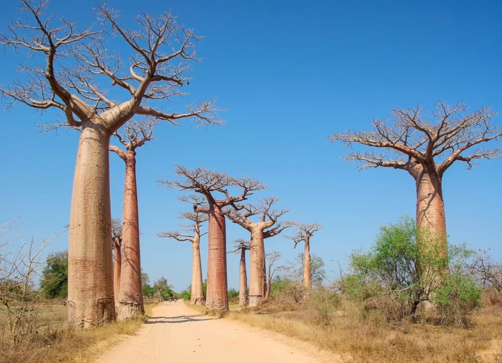 Madagascar